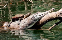 Rùa phơi nắng trên lưng cá sấu